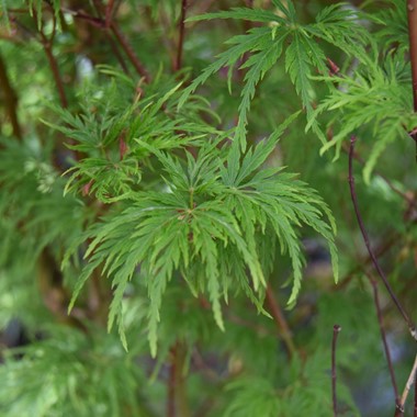 Acer palmatum 'Seiryû'